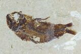 Two Cretaceous Fossil Fish (Armigatus) - Lebanon #110839-2